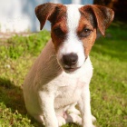  štěňátka Jack Russell k adopci.