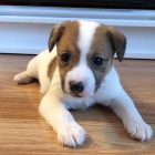  štěňátka Jack Russell k adopci.