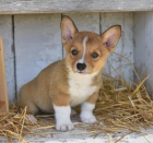 milující Welsh Corgi Pembroke