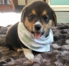 Štěňata Pembroke Welsh Corgi