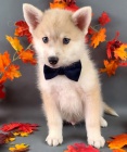 Očkovaná štěňátka Pomskies