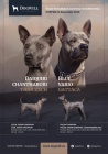 Thajský ridgeback - Exkluzivní modrá štěňata s PP