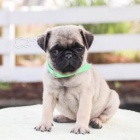 rozkošná štěňátka Pug jsou připravena na nové rodiny.