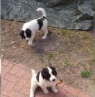 2 Štěňata Landseer velmi zdravá