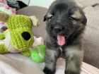brzy si vezmi štěně Leonberger