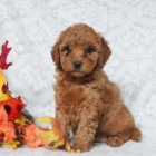 Milující Mini Goldendoodle