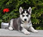 Krásná štěňata sibiřského husky pro vaši rodinu