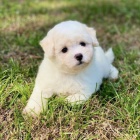Krsn a zdrav tata Bichon
