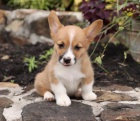 Houževnatá štěňata Pembroke Welsh Corgi