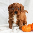 Roztomilý Cavapoo