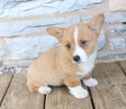 Nádherná Welsh Corgi (Pembroke)