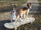 2 Basenji lovecká štěňata muzy a zeny
