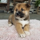 Děti Shiba Inu k adopci