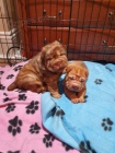 Shar-Pei štěňata