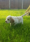 Sladk krsn miminka tata Beagle na prodej