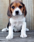 K dispozici jsou 2 krásná štěňata Beagle
