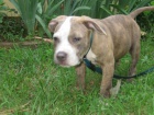 Pit Bull štěňata