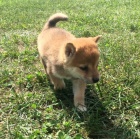 Krsn dti shiba inu k adopci
