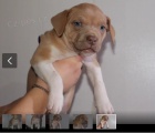 Americky Pitbull štěňata