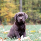 Milující štěňata labradorského retrívra