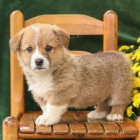Rozkošná štěňata Welsh Corgi.