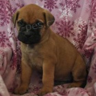 Nádherná štěňata Bullmastiff!