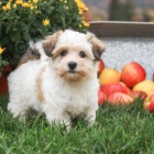 Kind Hearted Havanese štěňata!