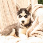 rozkošná štěňata sibiřského husky!