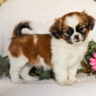 Štěňátka miláčku Shih Tzu!