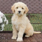 Milující štěňata Goldendoodle!