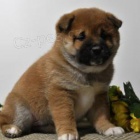 Rozkon tata Shiba Inu!