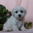Jemná štěňata Bichon Frise