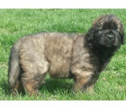 Štěňata Leonberger