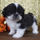 Velmi roztomilá štěňátka shih tzu na prodej.