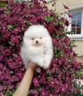pomerane