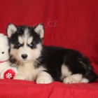 Sibiřský husky
