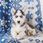 Sibiřský husky