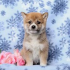 Štěňata Shiba Inu