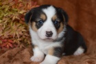 Štěňata Welsh Corgi Pembroke na prodej.