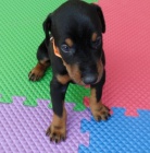 štěňata dobermana 