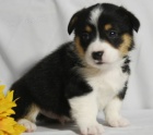 Velmi roztomilá štěňata Welsh Corgi Pembroke na prodej.
