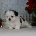 Velmi roztomilá štěňátka shih tzu na prodej.