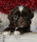 Velmi roztomilá štěňátka shih tzu na prodej.