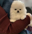 Bílé pomeranian štěně