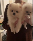 Pomeranian štěňata