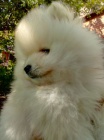 Pomeranian štěňata