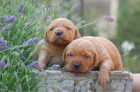 Štěňata labradorského retrívra Kc