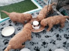 Cockapoo Jedná