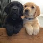 Labradorská štěňata 