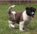 Štěňata Akita Inu jsou připravena do nových domovů.